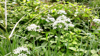 IMAG0099.jpg